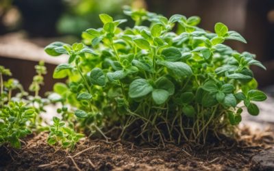 Discover the Secret to Growing and Harvesting Oregano like a Pro!