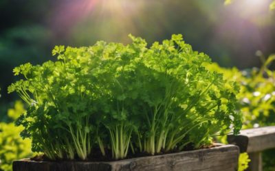 The Secrets to Growing Flavorful Parsley in Your Own Garden